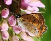 Lycaena helle